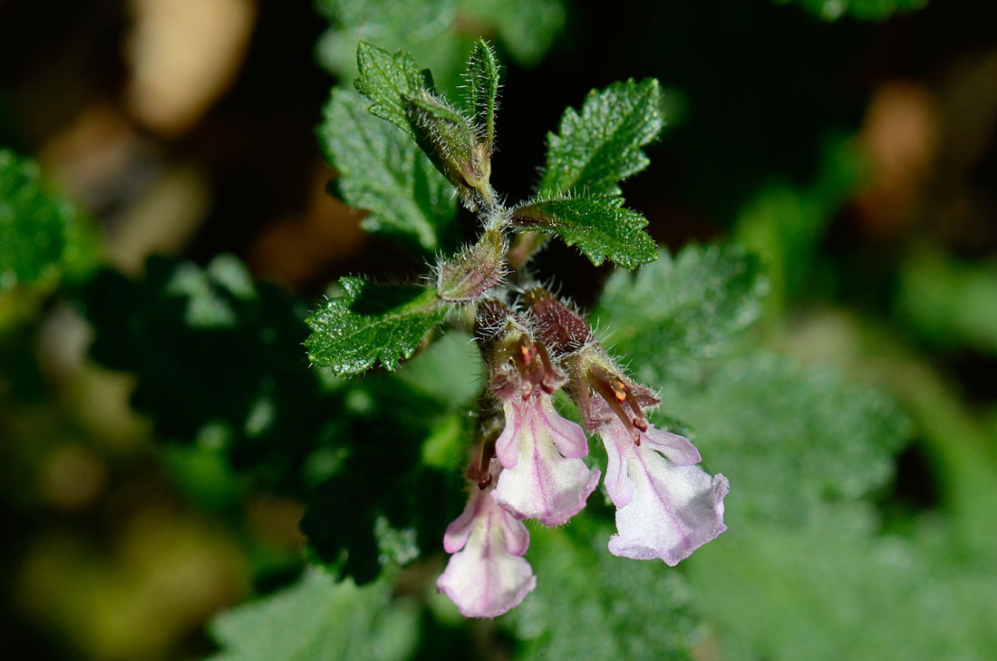 Teucrium chamaedrys / Camedrio comune